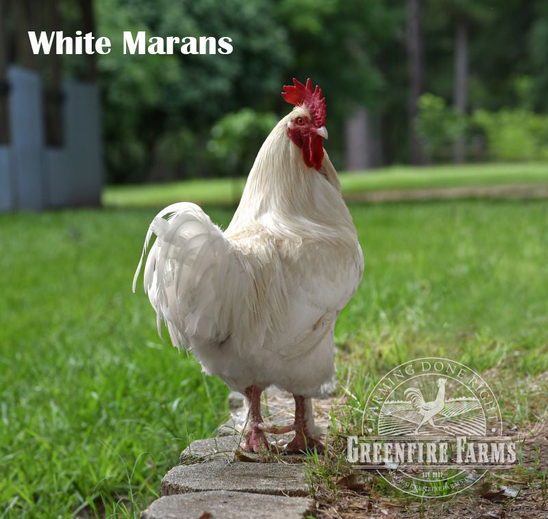 Funky Feather Assortment