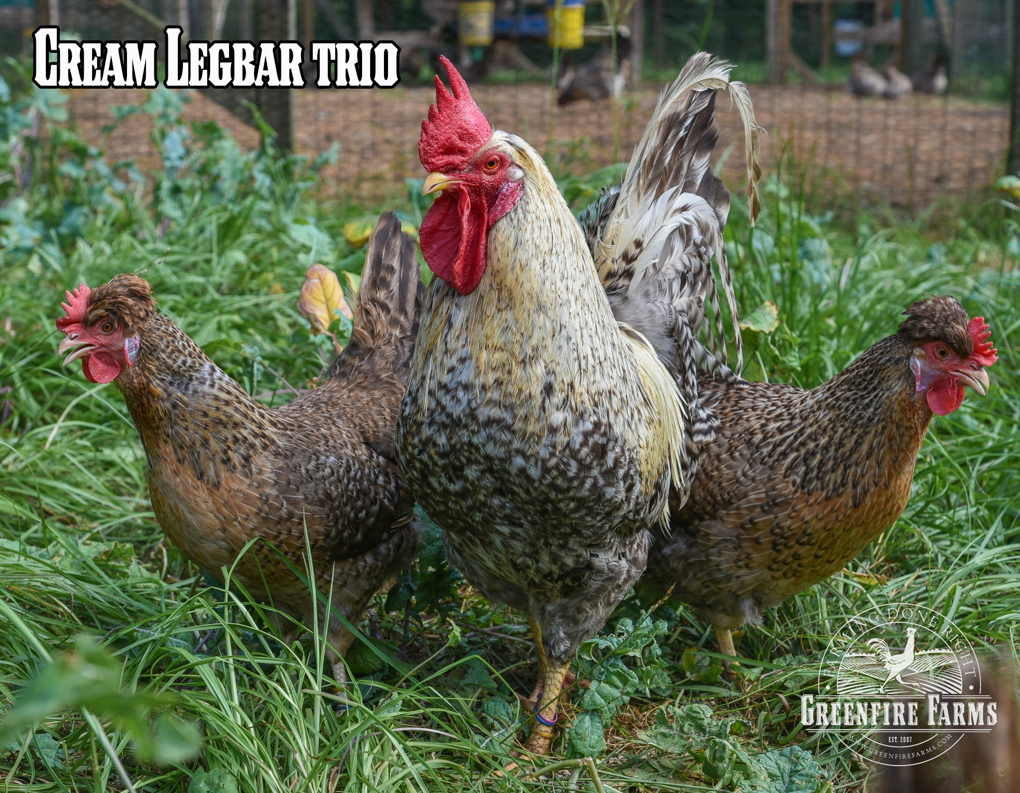 Excess Hatch for January 13, 2026