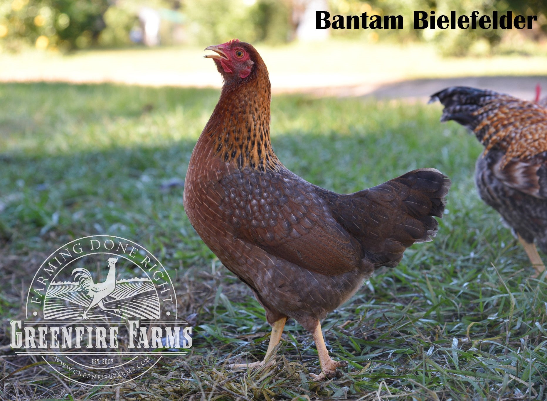 Heat Hardy Assortment