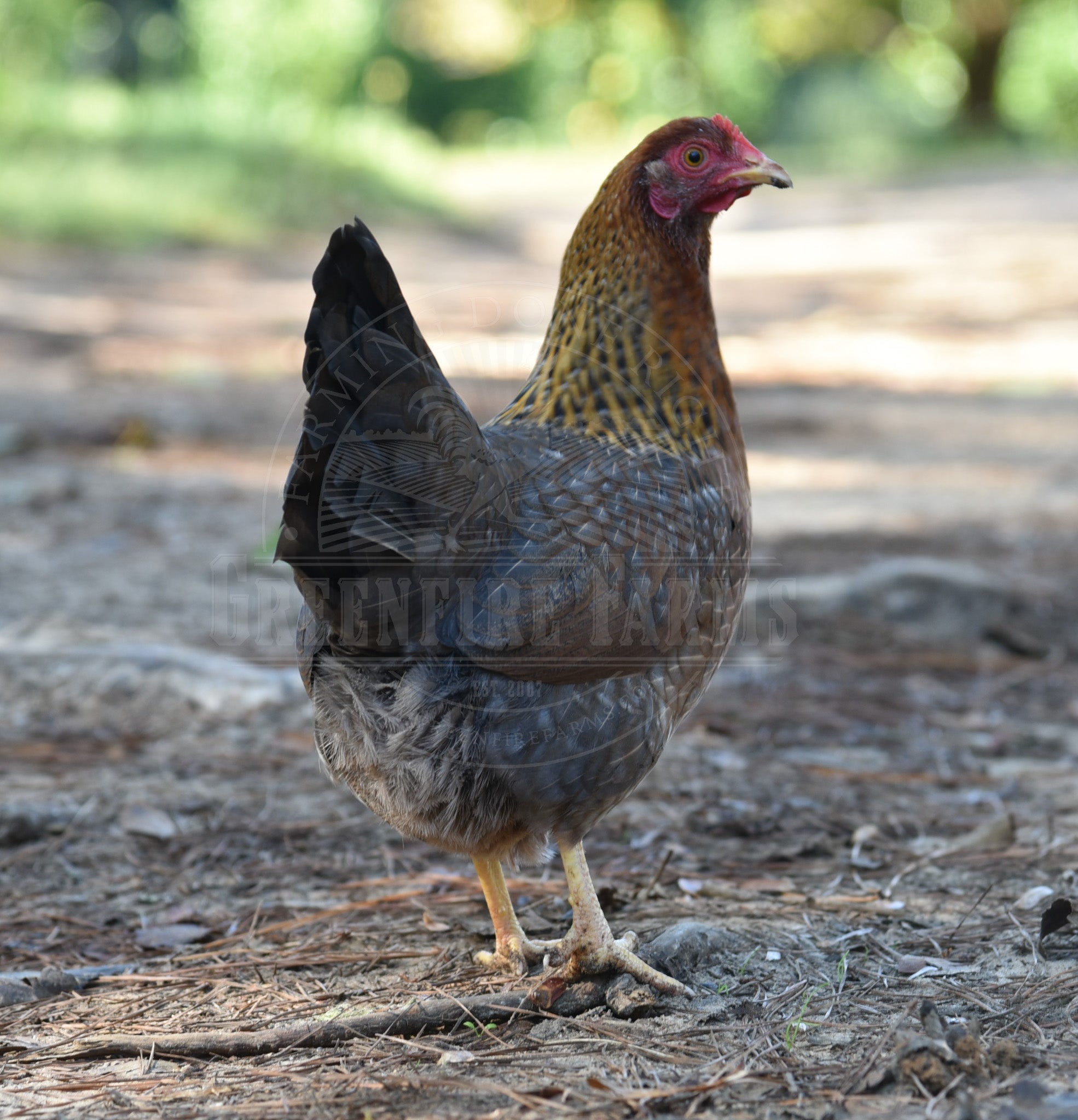 Bantam Bielefelder