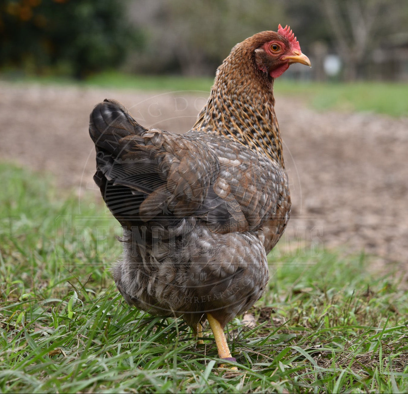 Bantam Bielefelder
