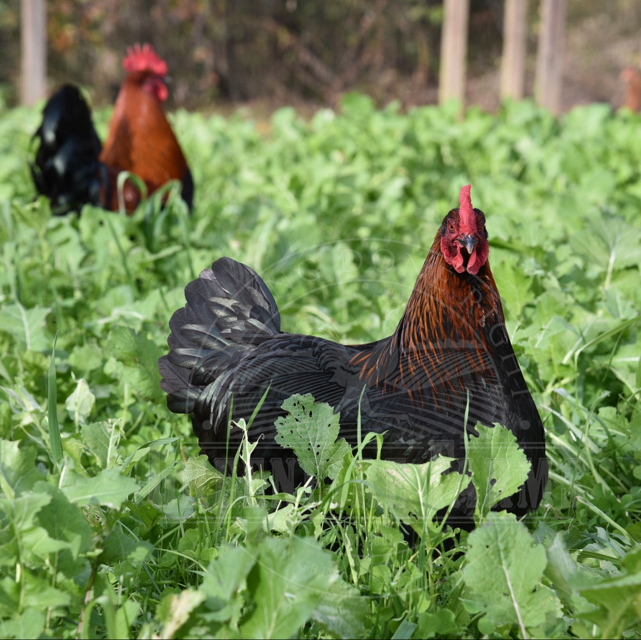 Black Copper Marans
