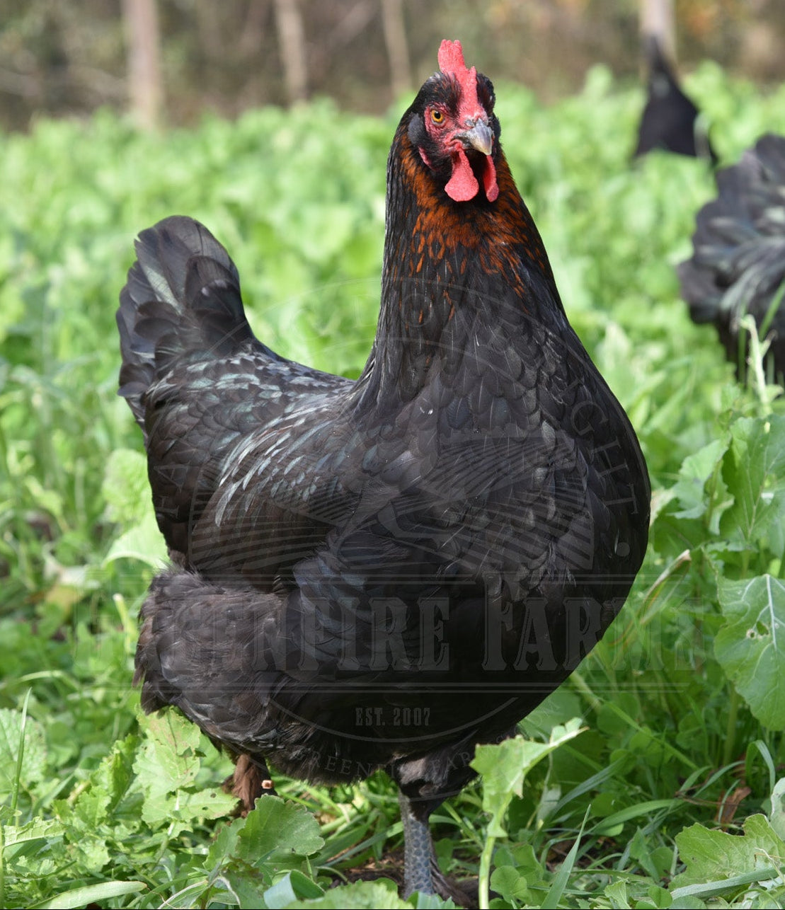 Black Copper Marans
