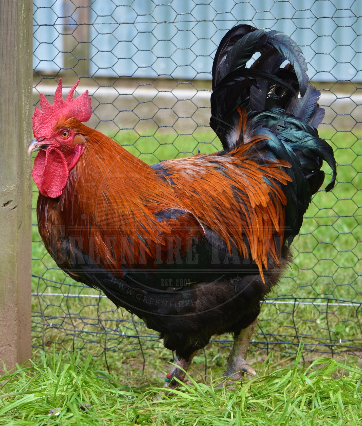 Black Copper Marans