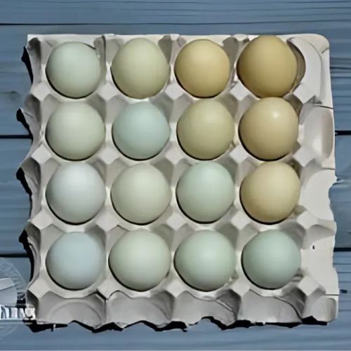 Blue and/or Green Egg Layer Assortment