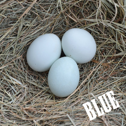 Rainbow Egg Layer Assortment