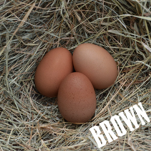 Rainbow Egg Layer Assortment