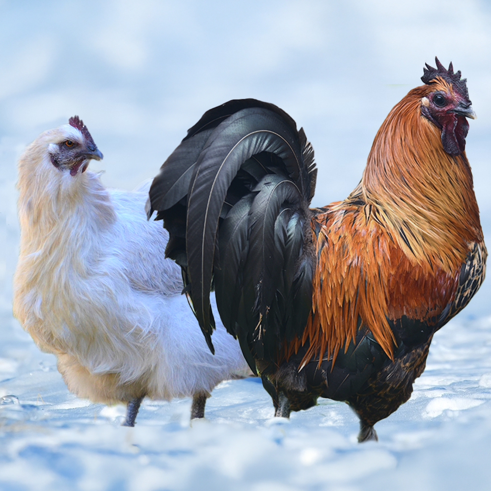 Cold Hardy Assortment