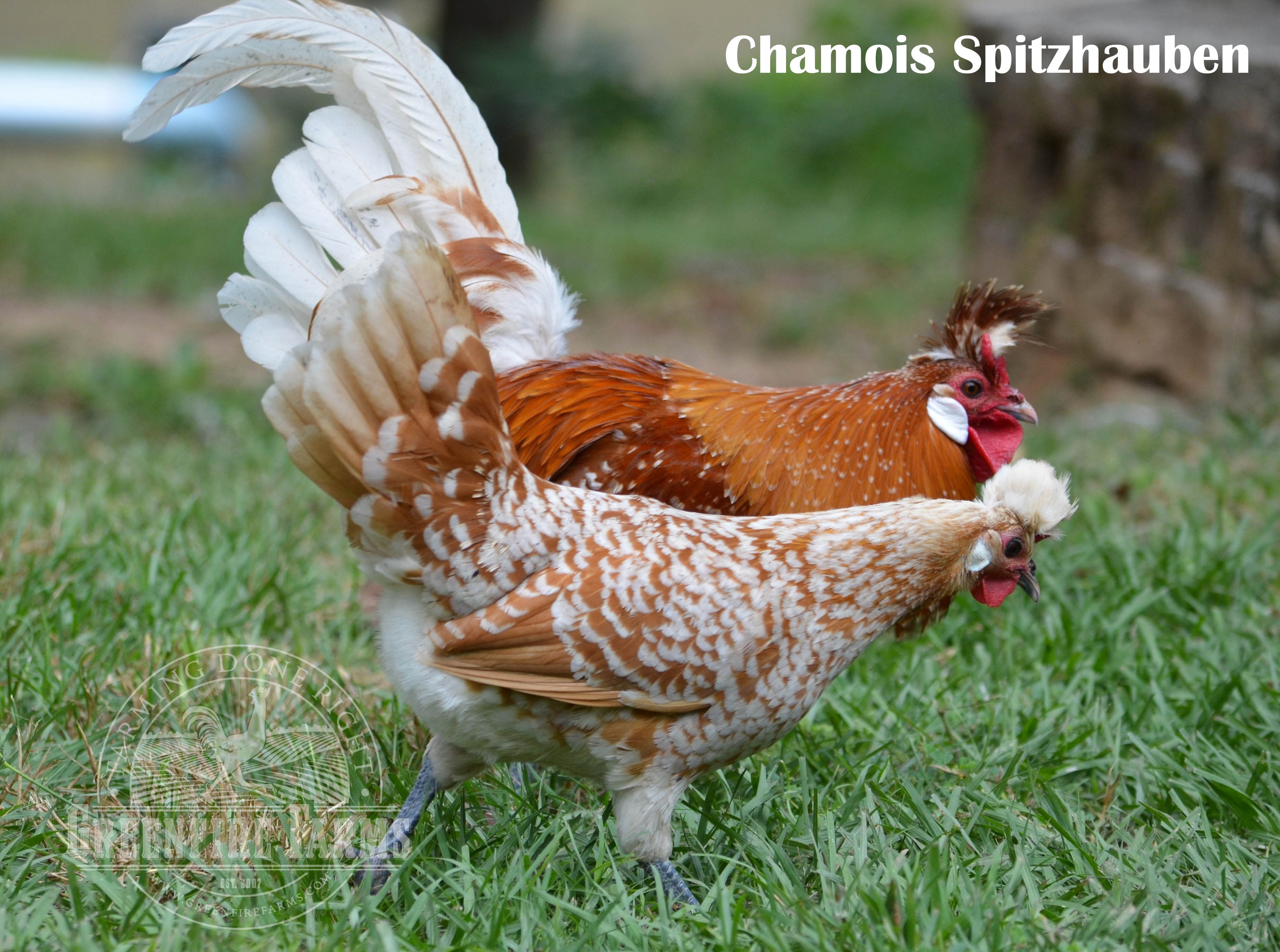 Cold Hardy Assortment