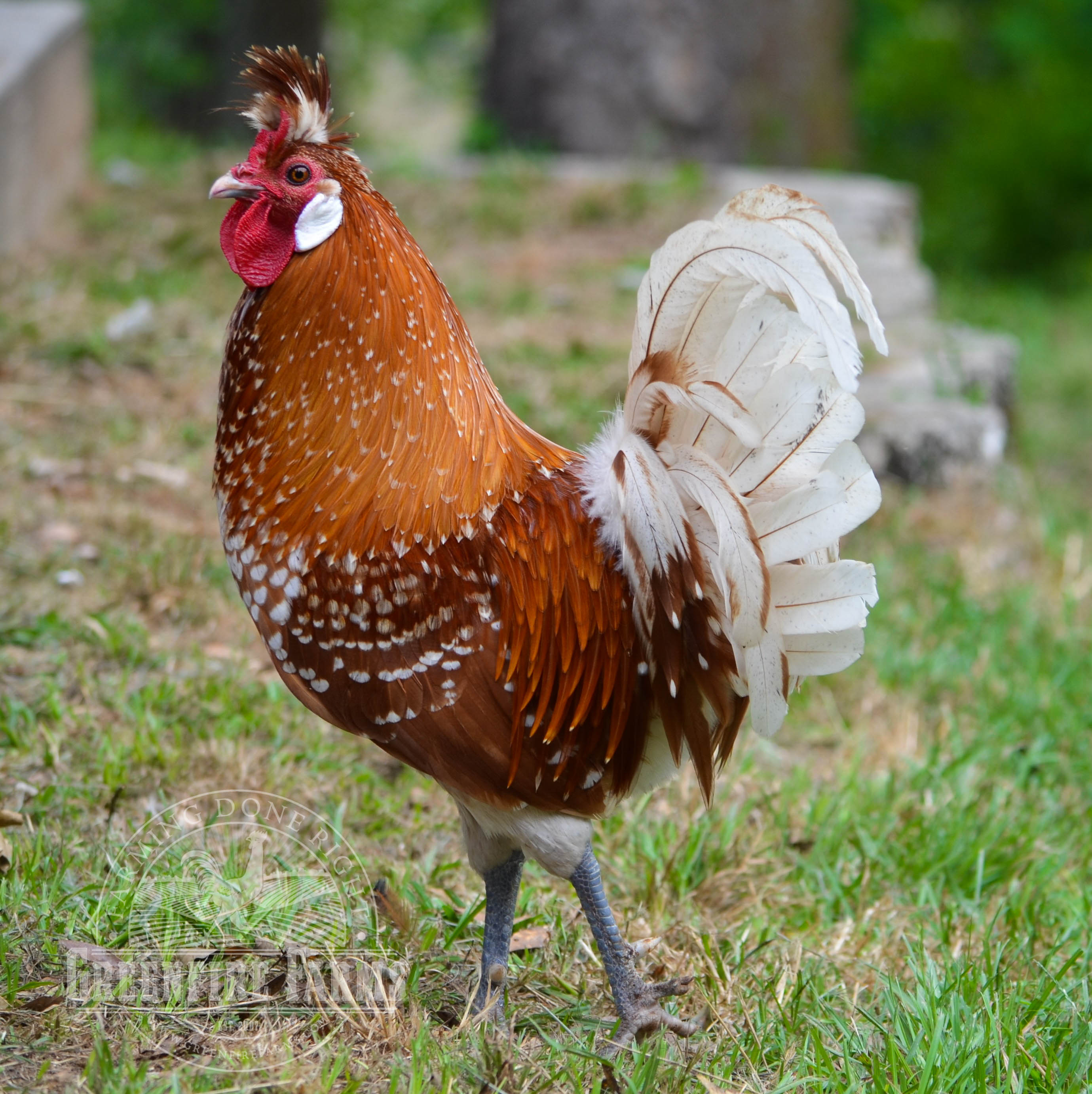 Spitzhauben Assortment