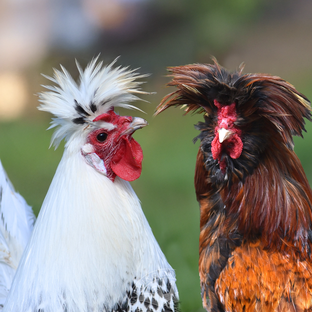 Funky Feather Assortment