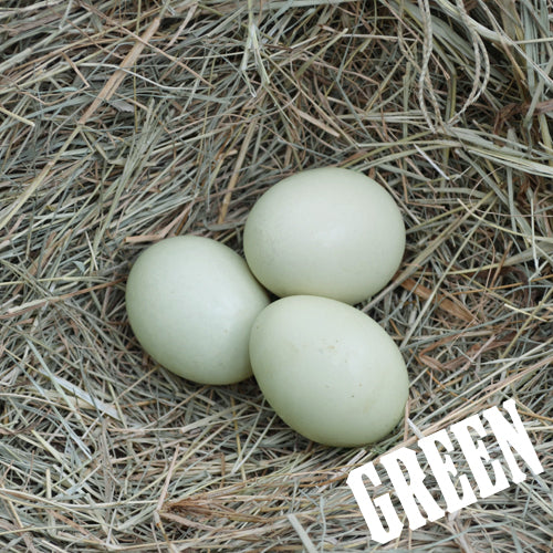 Rainbow Egg Layer Assortment