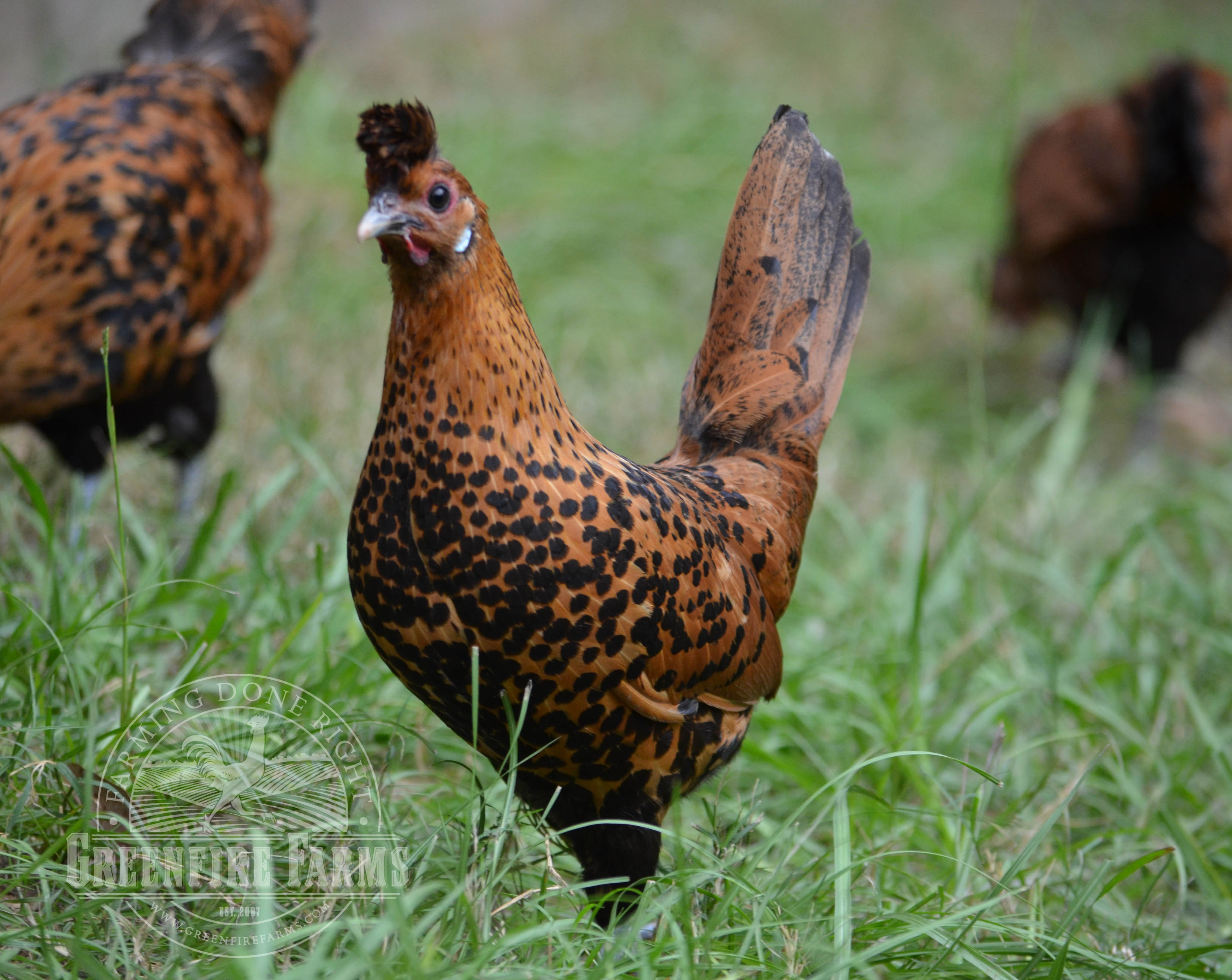 Spitzhauben Assortment