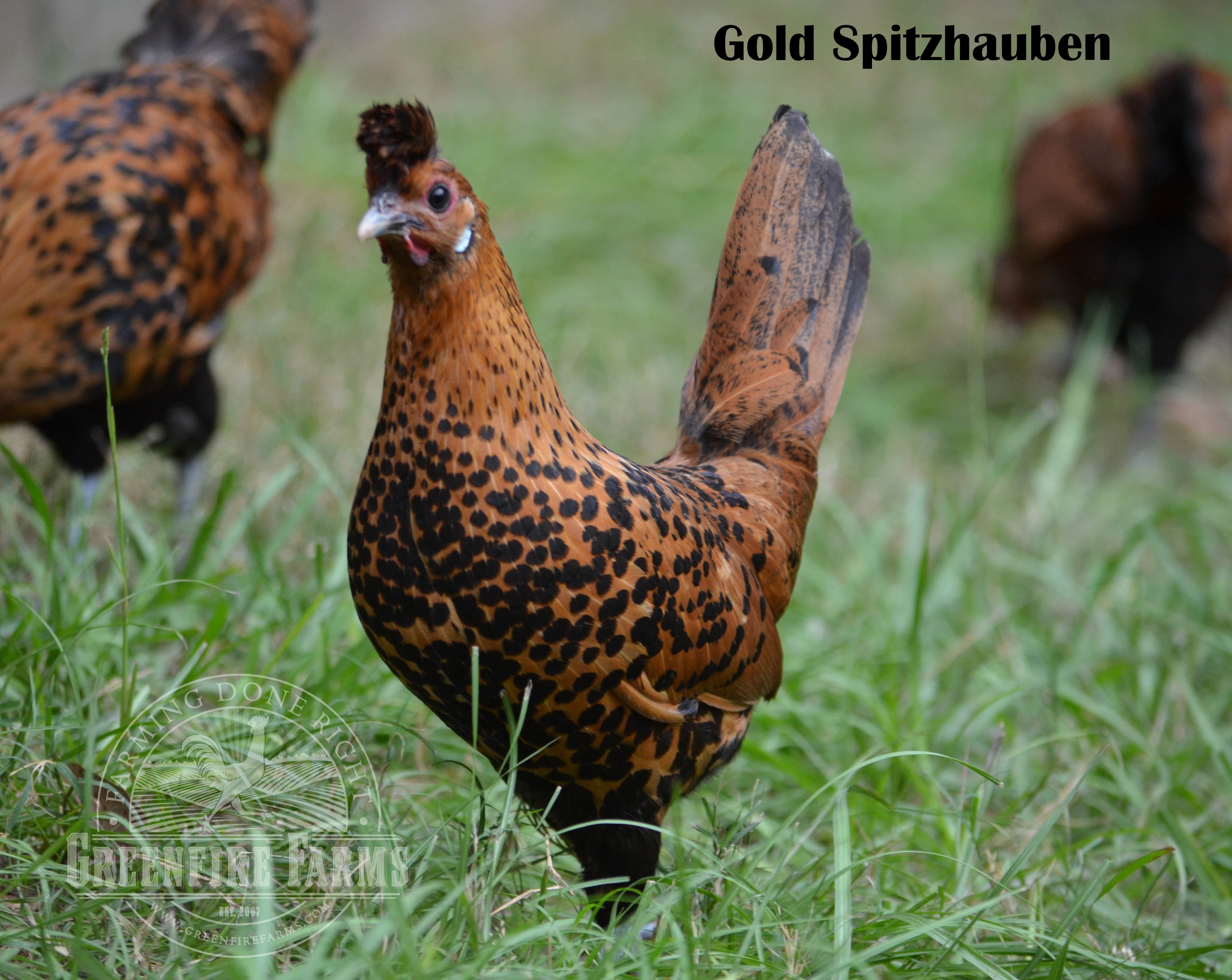 Heat Hardy Assortment