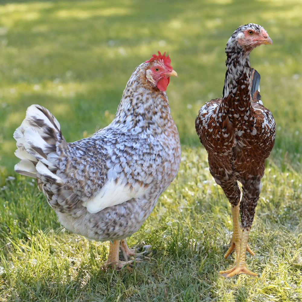 Heat Hardy Assortment