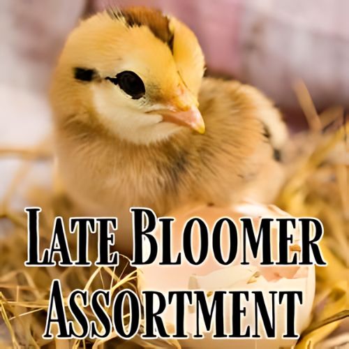 Late Bloomer Assortment