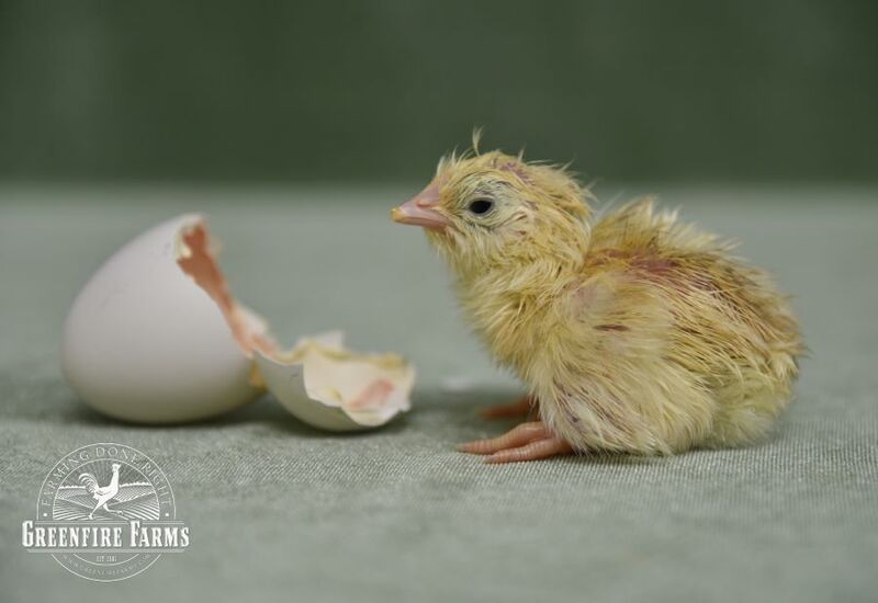 Late Bloomer Assortment