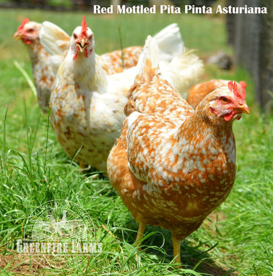 Table Breed Assortment