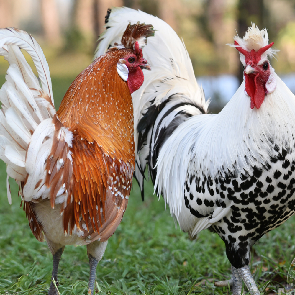 Spitzhauben Assortment