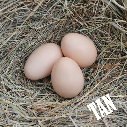 Rainbow Egg Layer Assortment