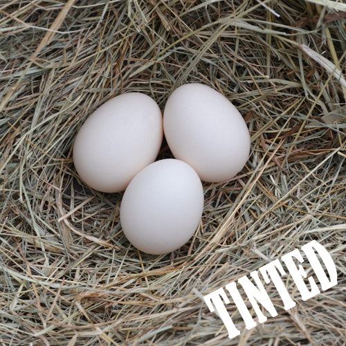 Rainbow Egg Layer Assortment